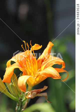 ヤブカンゾウ ヤブカンゾウ 34883618