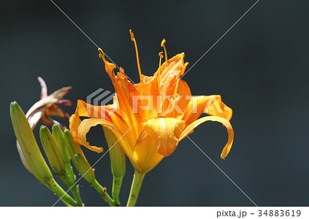 ヤブカンゾウ 34883619