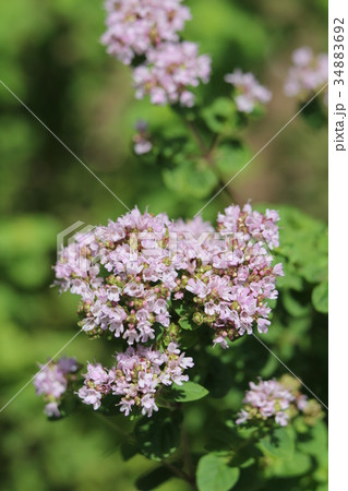 ハナハッカ ハナハッカ 34883692