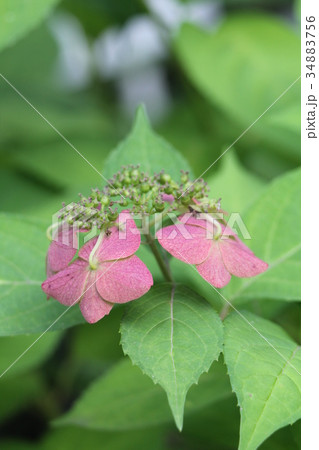 ヤマアジサイ 34883756