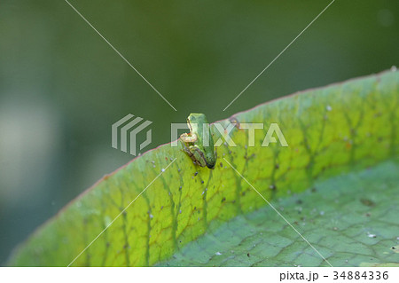 アマガエル 34884336