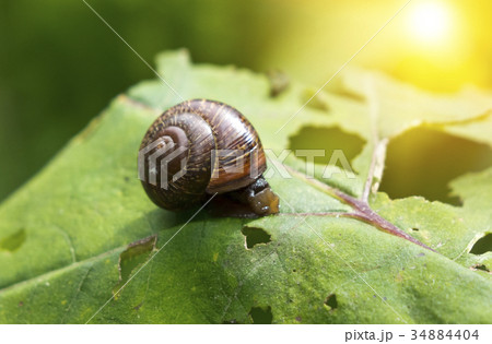 snail (Gastropoda, Helix pomatia ) on a leaf of a snail (Gastropoda, Helix pomatia ) on a leaf of a 34884404