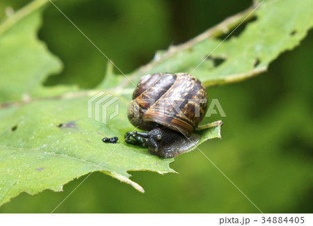 snail (Gastropoda, Helix pomatia ) on a leaf of a  34884405