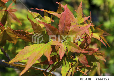 緑から赤へ紅葉し始めるもみじ 34884531