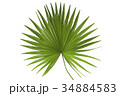 Palm Leaf 34884583