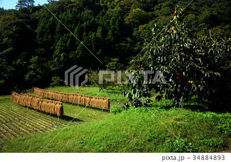 秋の里山風景 柿木と稲穂 秋の里山風景 柿木と稲穂 34884893