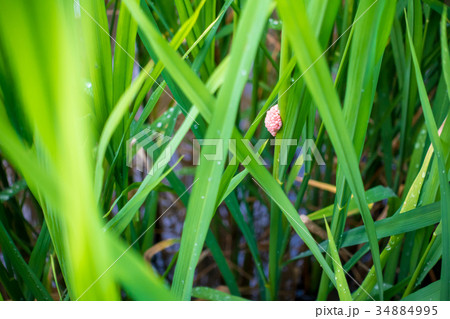 egg of golden applesnail (Pomacea canaliculata) 34884995