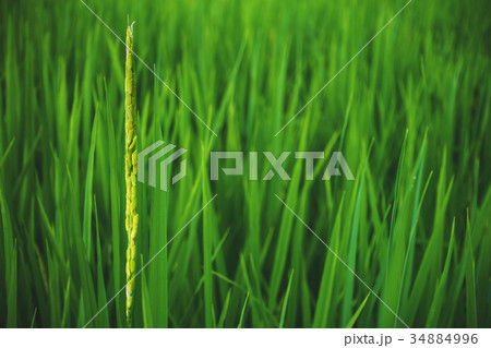 young rice is growing up in rice field 34884996