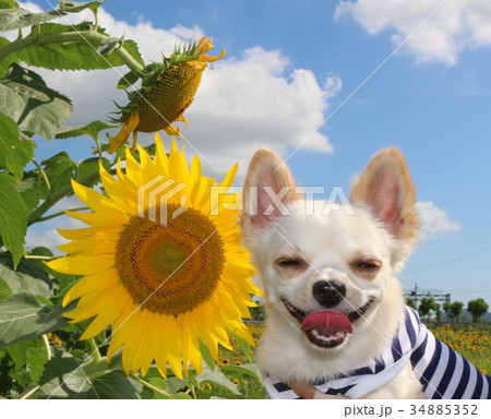 大きな向日葵と笑顔のプリン 大きな向日葵と笑顔のプリン 34885352