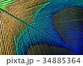 Peacock Feather 34885364