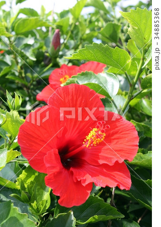 奄美大島のハイビスカス 34885368