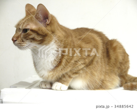 オレンジ色 オレンジ 橙 34885642