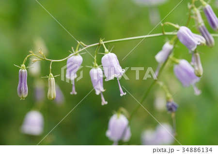 ツリガネニンジンの花 34886134