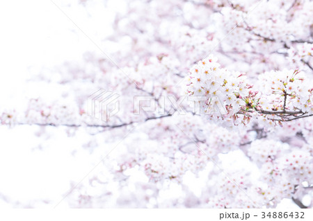 サクラ　桜　さくら　染井吉野　ソメイヨシノ　そめいよしの　コピースペース　文字スペース 34886432