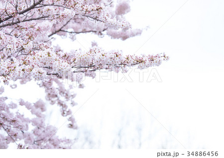 サクラ　桜　さくら　染井吉野　ソメイヨシノ　そめいよしの　コピースペース　文字スペース 34886456