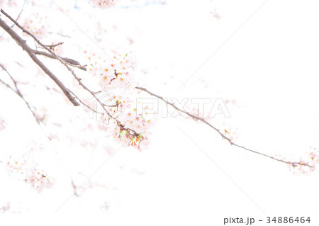 サクラ 桜 さくら 染井吉野 ソメイヨシノ そめいよしの コピースペース 文字スペース サクラ 桜 さくら 染井吉野 ソメイヨシノ そめいよしの コピースペース 文字スペース 34886464
