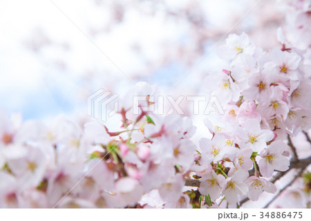 サクラ 桜 さくら 染井吉野 ソメイヨシノ そめいよしの コピースペース 文字スペース サクラ 桜 さくら 染井吉野 ソメイヨシノ そめいよしの コピースペース 文字スペース 34886475