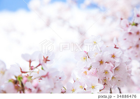 サクラ 桜 さくら 染井吉野 ソメイヨシノ そめいよしの コピースペース 文字スペース サクラ 桜 さくら 染井吉野 ソメイヨシノ そめいよしの コピースペース 文字スペース 34886476