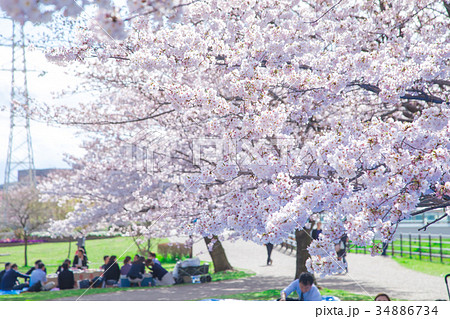 花見 桜の季節 染井吉野 ソメイヨシノ 公園でお花見 会社員 ブルーシートの写真素材