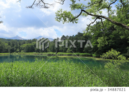 緑生い茂る五色沼 34887021