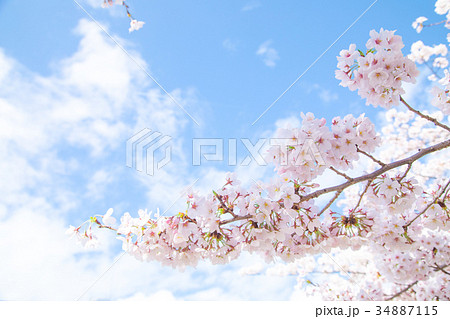 青空とサクラ　桜　さくら　染井吉野　ソメイヨシノ　そめいよしの　コピースペース　文字スペース 34887115