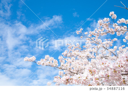 青空とサクラ 桜 さくら 染井吉野 ソメイヨシノ そめいよしの コピースペース 文字スペース 青空とサクラ 桜 さくら 染井吉野 ソメイヨシノ そめいよしの コピースペース 文字スペース 34887116