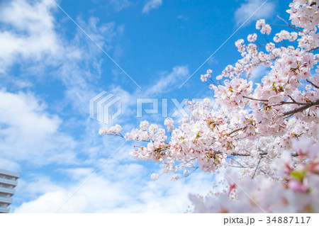 青空とサクラ 桜 さくら 染井吉野 ソメイヨシノ そめいよしの コピースペース 文字スペース 青空とサクラ 桜 さくら 染井吉野 ソメイヨシノ そめいよしの コピースペース 文字スペース 34887117