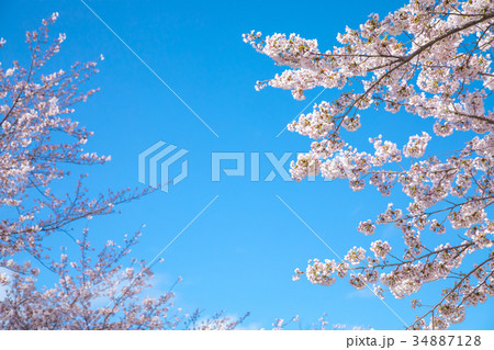 青空とサクラ　桜　さくら　染井吉野　ソメイヨシノ　そめいよしの　コピースペース　文字スペース 34887128