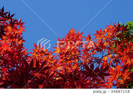 青空に映えるノムラモミジの紅葉 34887158