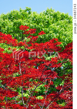 緑に映える真っ赤なノムラモミジ 34887243