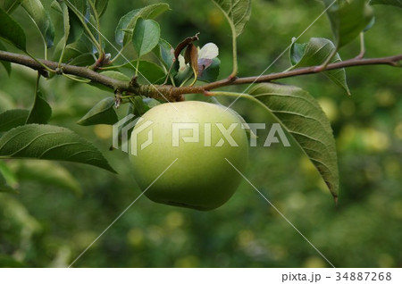 林檎の木(王林) 林檎の木(王林) 34887268