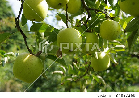林檎の木（王林） 34887269