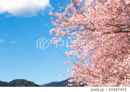 河津桜　桜　早咲きの桜　伊豆　静岡　さくら　サクラ　画像素材　コピースペース　背景素材　文字入れ 34887443