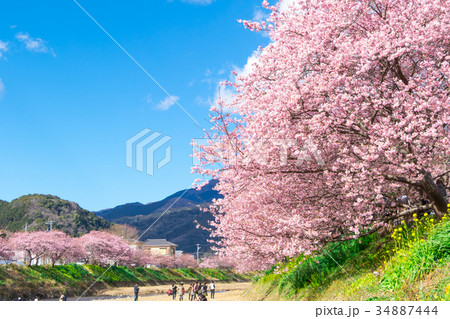 河津桜　桜　早咲きの桜　伊豆　静岡　さくら　サクラ　画像素材　コピースペース　背景素材　文字入れ 34887444