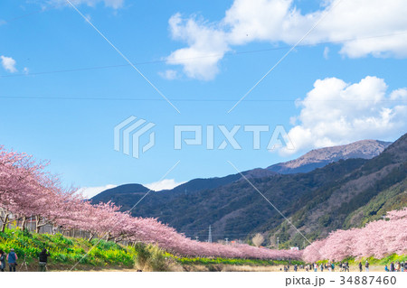 河津桜　桜　早咲きの桜　伊豆　静岡　さくら　サクラ　画像素材　コピースペース　背景素材　文字入れ 34887460
