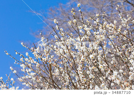 梅　梅林　梅の林　たくさんの花　春の観光スポット　熱海の観光スポット　空　白梅　白い梅の花 34887710