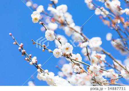 梅　梅林　梅の林　たくさんの花　春の観光スポット　熱海の観光スポット　空　白梅　白い梅の花 34887731