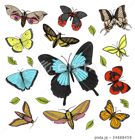 tattoo or boho t-shirt or scrapbooking design tattoo or boho t-shirt or scrapbooking design 34888459