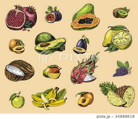 set of hand drawn, engraved fresh fruits 34888618