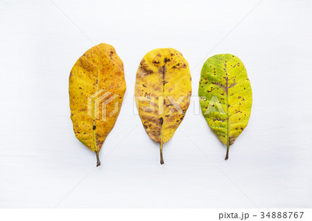 Yellow leaves of  Cashew on white background.  34888767