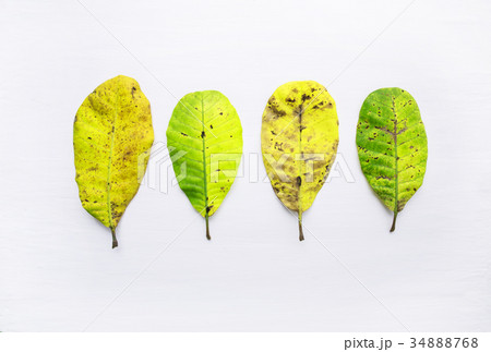 Yellow leaves of  Cashew on white  34888768