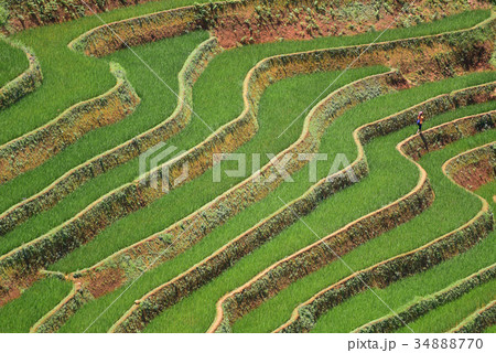 Agriculture Green Rice fields and rice terraced  34888770