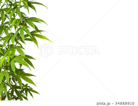 Marijuana leaves branch isolated on white 34888910