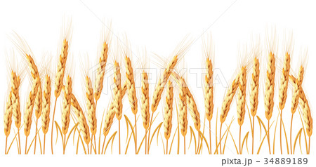 Golden wheat isolated on white background Golden wheat isolated on white background 34889189