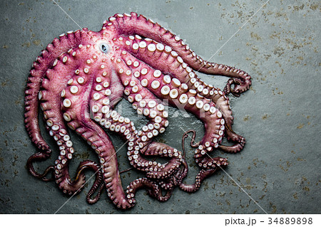 Seafood octopus. Whole fresh raw octopus on gray 34889898