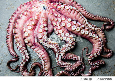 Seafood octopus. Whole fresh raw octopus on gray 34889900