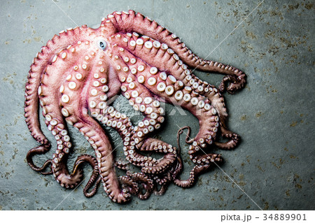Seafood octopus. Whole fresh raw octopus on gray 34889901