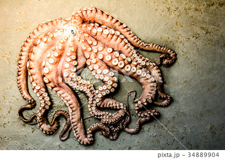 Seafood octopus. Whole fresh raw octopus on gray Seafood octopus. Whole fresh raw octopus on gray 34889904
