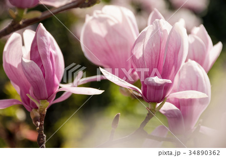 magnolia flowers on a blurry background magnolia flowers on a blurry background 34890362