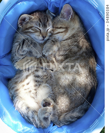 Two Kittens Sleping in a Basket 34890384